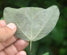 Слика од Passiflora bicornis Mill.