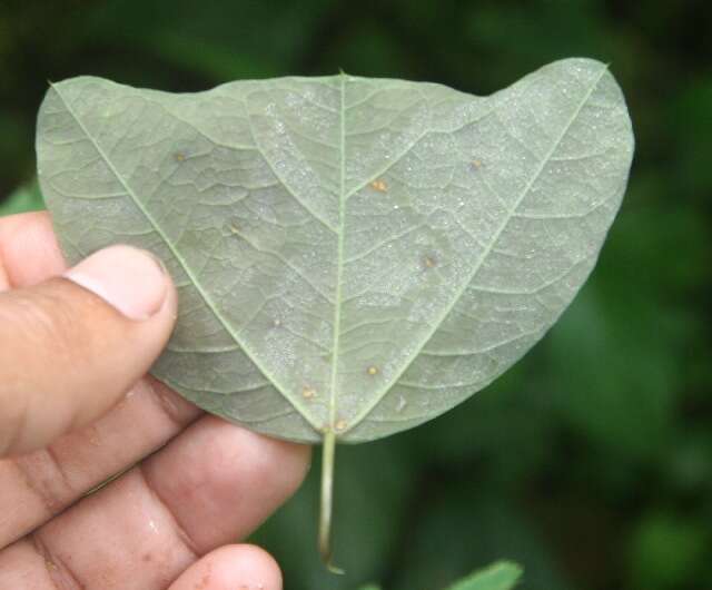 Слика од Passiflora bicornis Mill.