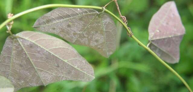 Слика од Passiflora bicornis Mill.