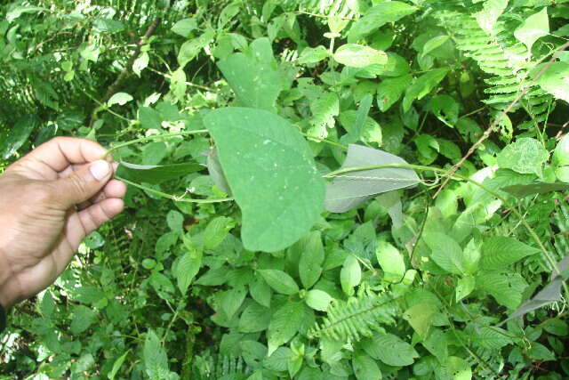 Слика од Passiflora bicornis Mill.