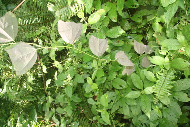 Слика од Passiflora bicornis Mill.