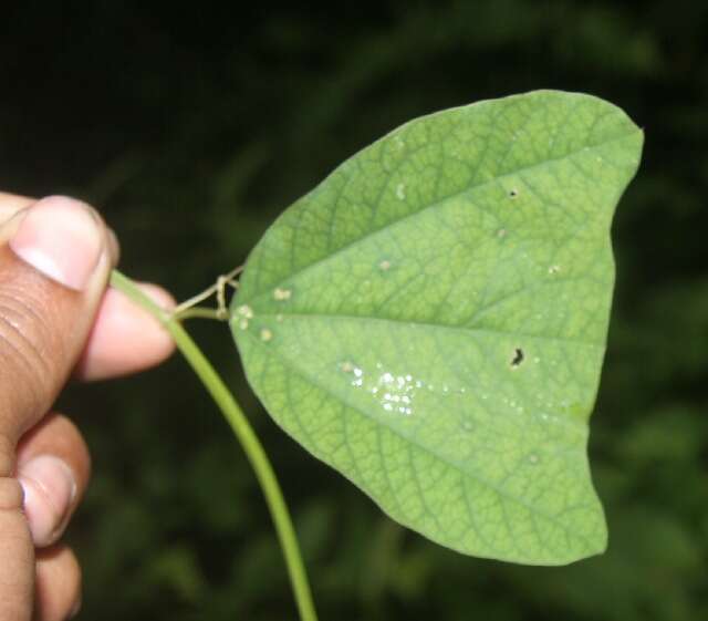 Слика од Passiflora bicornis Mill.