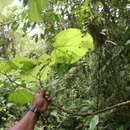 Image of Conceveiba pleiostemona Donn. Sm.