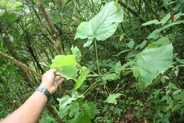 Image of Conceveiba pleiostemona Donn. Sm.