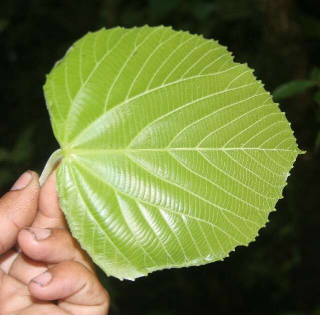 Image of Conceveiba pleiostemona Donn. Sm.