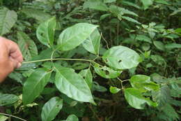 Image of Bignoniaceae