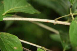 Image of Bignoniaceae