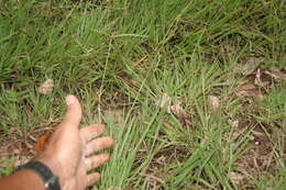 Image of Decumbent Crown Grass