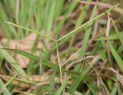 Image of Decumbent Crown Grass