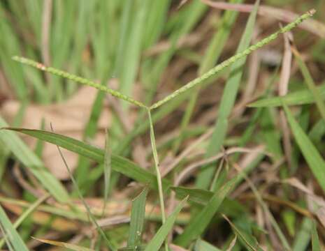 Sivun Paspalum decumbens Sw. kuva