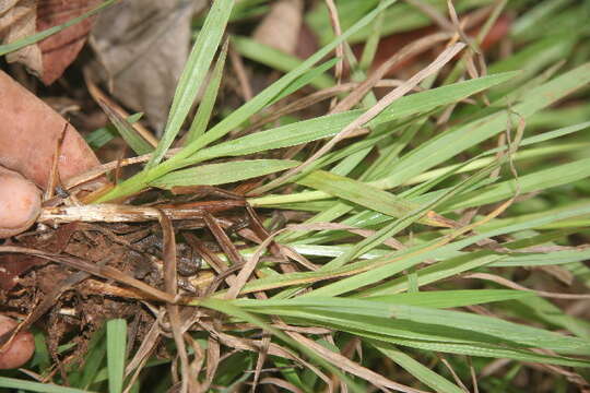 Sivun Paspalum decumbens Sw. kuva