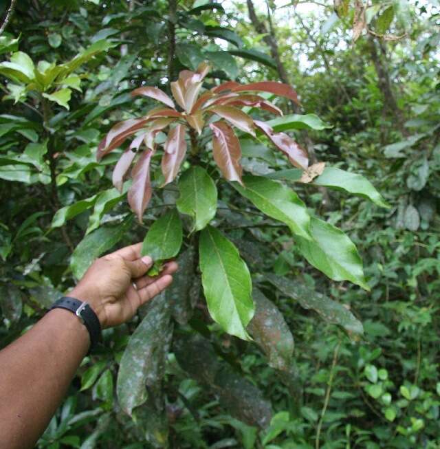 Sivun Oreopanax capitatus (Jacq.) Decne. & Planch. kuva