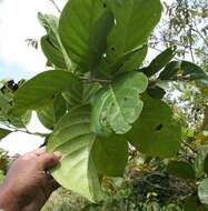 Image of Schlegelia parviflora (Oerst.) Monach.