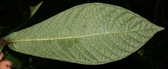 Image of Psychotria neillii C. W. Ham. & Dwyer