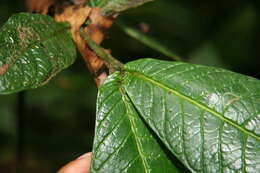 Image of Psychotria neillii C. W. Ham. & Dwyer