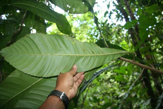 Plancia ëd Pausandra trianae (Müll. Arg.) Baill.