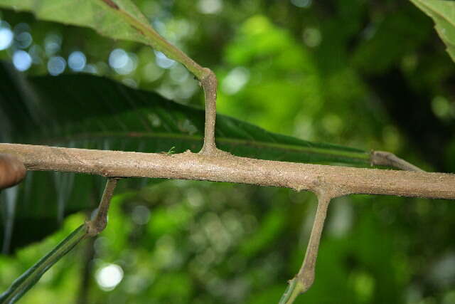 Image of Pausandra trianae (Müll. Arg.) Baill.