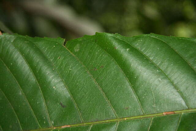 Image of Pausandra trianae (Müll. Arg.) Baill.