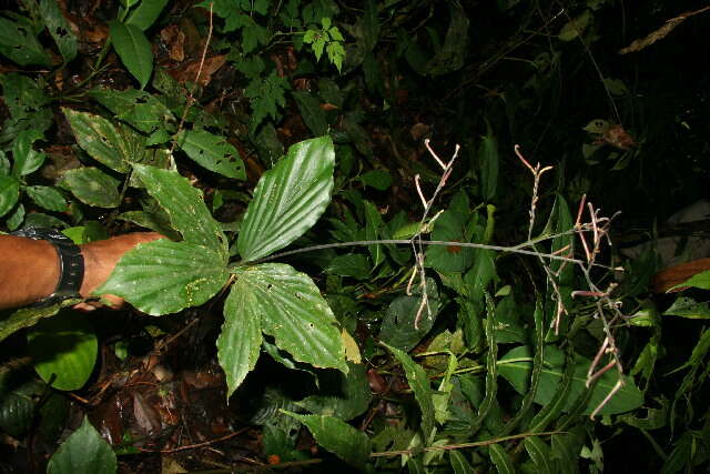 Image of stalkgrass