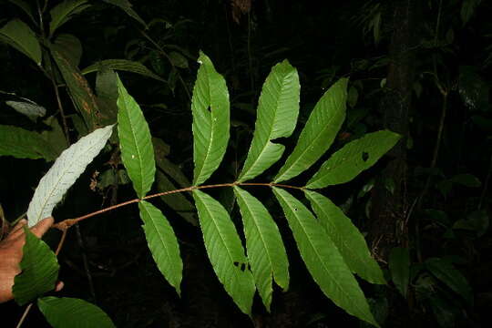 Image of Fagales