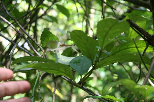 Image of Drymonia alloplectoides Hanst.