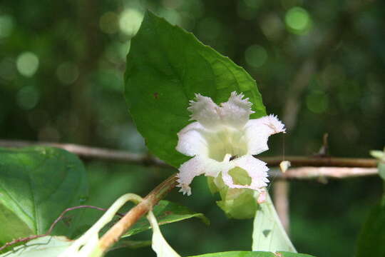 Image of Drymonia alloplectoides Hanst.