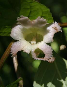 Image of Drymonia alloplectoides Hanst.