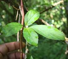 Image of Drymonia alloplectoides Hanst.