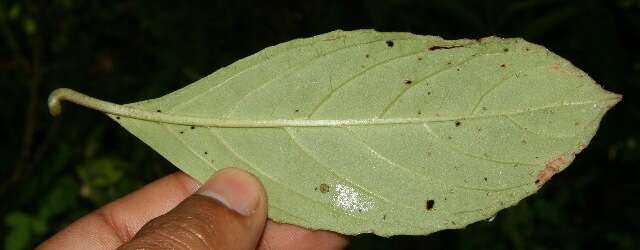 Image of Drymonia alloplectoides Hanst.