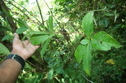 Image of Drymonia alloplectoides Hanst.