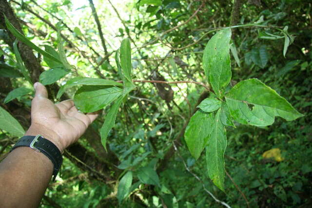 Image of Drymonia alloplectoides Hanst.