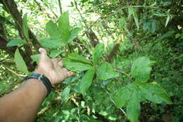 Image of Drymonia alloplectoides Hanst.