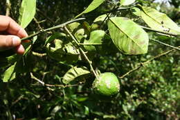 Image of tangerine