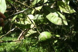 Image of tangerine