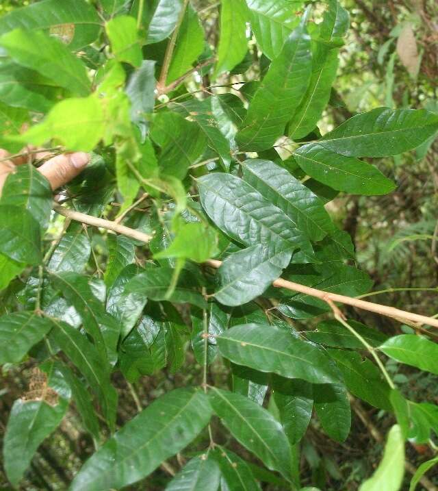 Image de Protium costaricense (Rose) Engl.