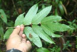 Image de Protium costaricense (Rose) Engl.