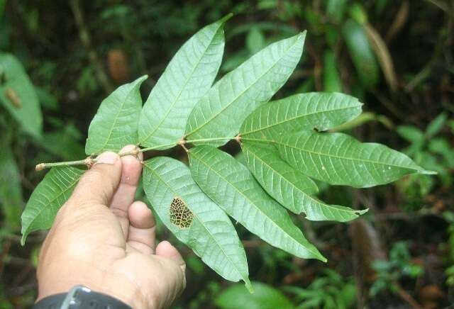 Plancia ëd Protium costaricense (Rose) Engl.