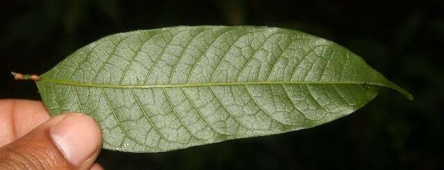 Plancia ëd Protium costaricense (Rose) Engl.