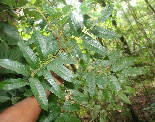 Image de Protium costaricense (Rose) Engl.