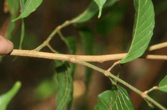 Image de Protium costaricense (Rose) Engl.