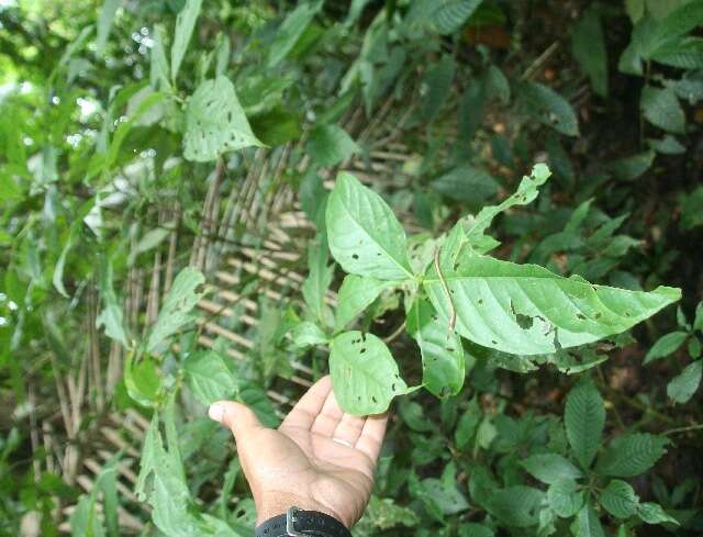 Image of Arachnothryx costaricensis