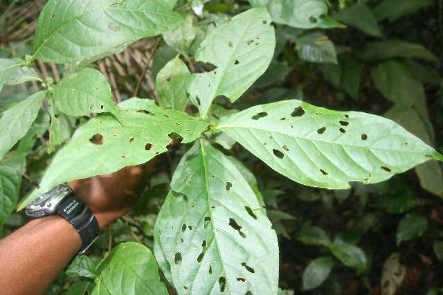 Image of Arachnothryx costaricensis