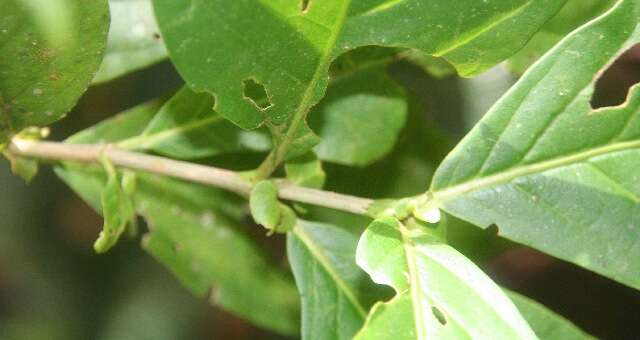 Image of Arachnothryx costaricensis