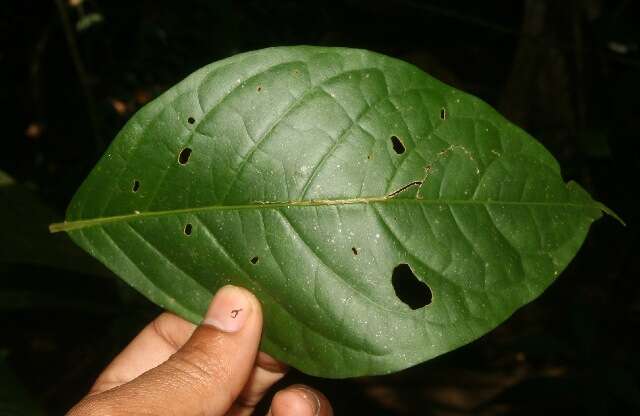 Image of Arachnothryx costaricensis