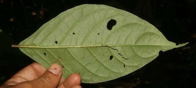 Image of Arachnothryx costaricensis