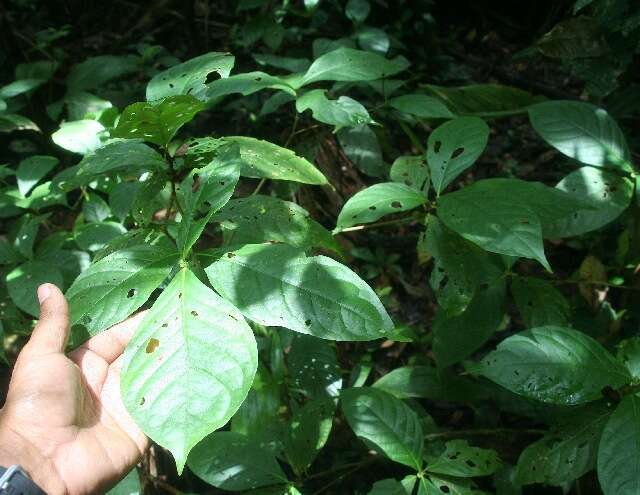 Image of Arachnothryx costaricensis