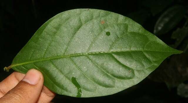 Image of Arachnothryx costaricensis