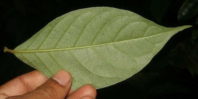 Image of Arachnothryx costaricensis