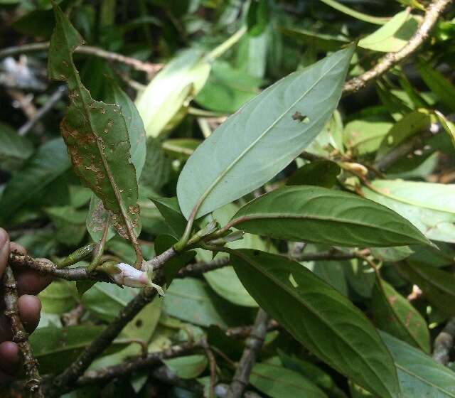 Image of Drymonia stenophylla (Donn. Sm.) H. E. Moore