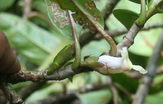 Image of Drymonia stenophylla (Donn. Sm.) H. E. Moore